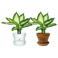 Tropical Plant / Dieffenbachia Camille in Pot